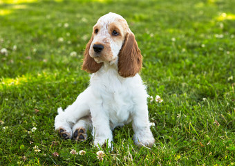A park. Summer. On the green lawn sits a puppy of the English cocker spaniel of a white-red color. Girl. Age 3.5 months.