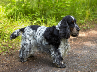 Summer. Day. In the foreground is an English Cocker Spaniel. Worth is. Color blue-roan and tan. Age 4.5 years. Girl. Green bushes and grass are visible in the background.