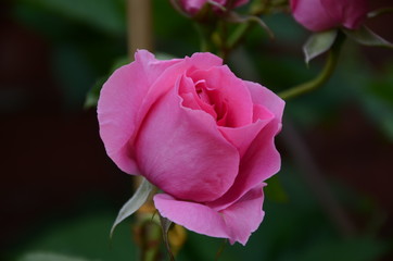 pink rose bud