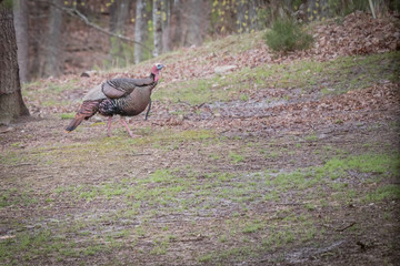 A large tom Wild Turkey walking through a grassy area. Male turkeys are referred to as 