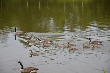 ducks in the park