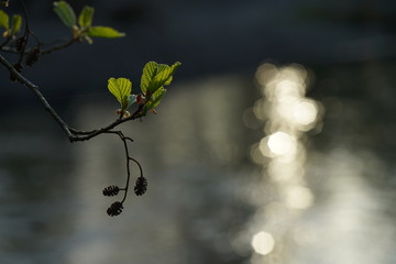 Frische Knospen im Frühling der Alnus glutinosa