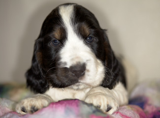 A beautiful puppy of the English cocker spaniel of white-black color lies and look in the frame....