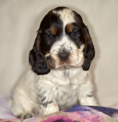 Portrait of a cute puppy of the English Cocker Spaniel. Age 2 months. The background is blurred.