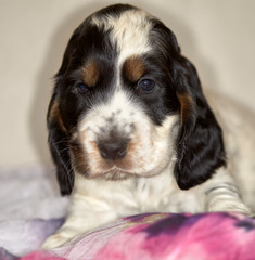 Portrait of an english cocker spaniel puppy. Age 2 months. Brown eyebrows. Dark ears with a brown...