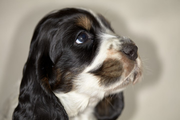 Portrait of an english cocker spaniel puppy. Black and white color. Eyebrows and cheeks are...