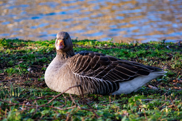 kaczka  © Dariusz Grochal 