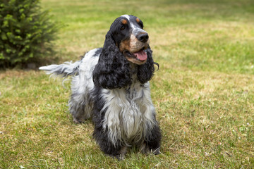 Park. Green grass. In the center is the English Cocker Spaniel. Look ahead. Color blue roan. Summer.