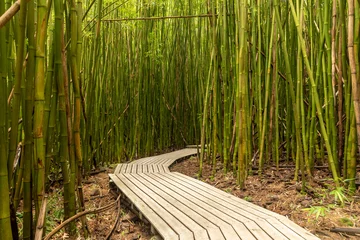 Gordijnen Promenade door het Pipiwai-pad bamboebos © Jennifer