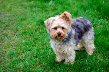 Chihuahua mixed yorkshire terrier standing on the grass in the garden in sunshine day at spring or summer season.