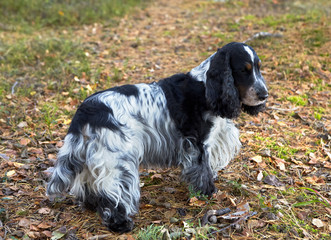 A beautiful english cocker spaniel of a blue-roan color stands on a forest path. On the ground are fallen leaves and conifer needles. A park. Autumn.