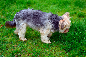 Naklejka na ściany i meble hihuahua mixed yorkshire terrier looking and eating green grass in the garden when feel not good or feel sick, grass it's good for healthy.
