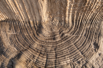 Naklejka premium Fancy texture of ancient wooden pillars covered with salt particles.