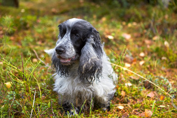 Fototapeta premium Autumn. A purebred English Cocker Spaniel stands on a forest glade. Age 10.5 years. Color blue-roan. In the foreground are views of heather bushes, lingonberries, dry sprigs of trees.
