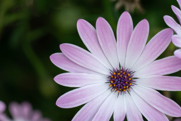 Obraz premium Purple and natural flower with a lot of life and health, in the garden or in the countryside. Icon of spring and growing happiness.