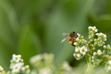 A bee on little white flowers