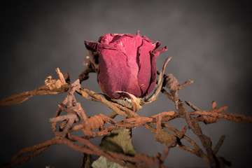 Rose, Stacheldraht