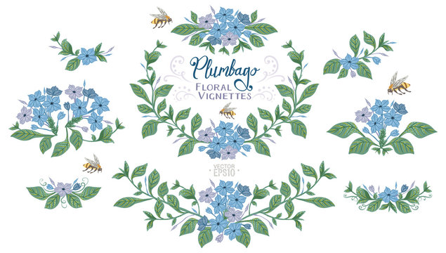 Botany illustration of blue Plumbago flowers. Set of laurels and floral elements