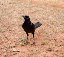 Obraz premium Great-tailed Grackle