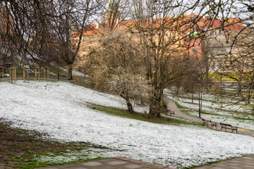 Weather anomaly, snow during spring in April. The flowers which just started blooming are covered in snow.