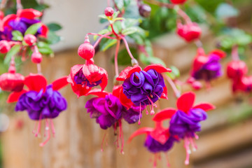 Varietal purple fuchsia flowers close-up