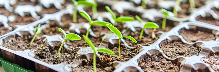Cucumbers, pumpkin, watermelon seedling growing in cultivation tray. Vegetable plantation in house. Selective close-up of growing seed. Shallow depth of field. Web banner size 3 in 1 crop