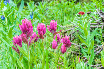 Magenta Paintbrush Castilleja parviflora in the San Juan Mountains of Colorado USA 