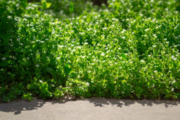 Field of green grass with a small white daisy flower in a beautiful park in the foreground an asphalt path