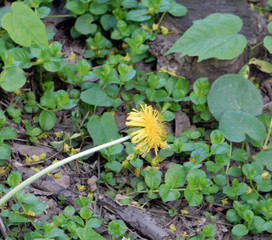 spring yellow bright dandelion on a blurry green background