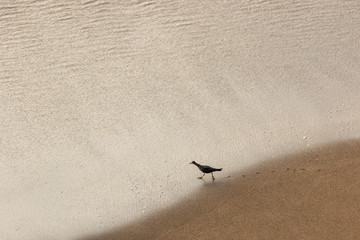 A waterbird walking along the shore
