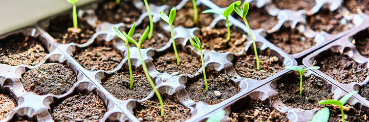 Cucumbers, pumpkin, watermelon seedling growing in cultivation tray. Vegetable plantation in house. Selective close-up of growing seed. Shallow depth of field. Web banner size 3 in 1 crop