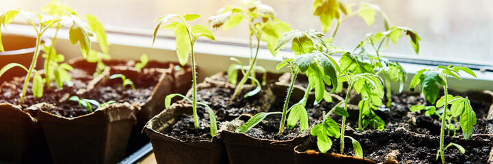 Cucumbers, pumpkin, watermelon seedling growing in cultivation tray. Vegetable plantation in house. Selective close-up of growing seed. Shallow depth of field. Web banner size 3 in 1 crop