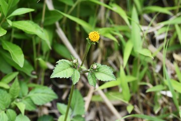 Cobbler's pegs flowers / Asteraceae annual grass