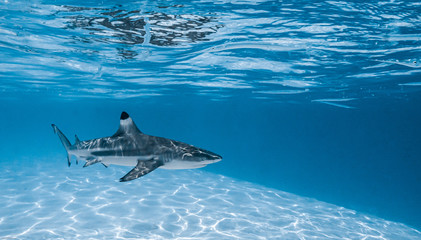 Black tip shark swimming in Moorea's lagoon - obrazy, fototapety, plakaty