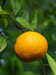 Small Orange Ready for Picking in Orange Tree