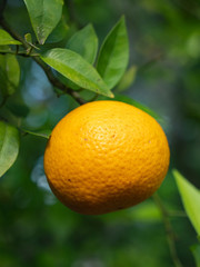 Small Orange Ready for Picking in Orange Tree