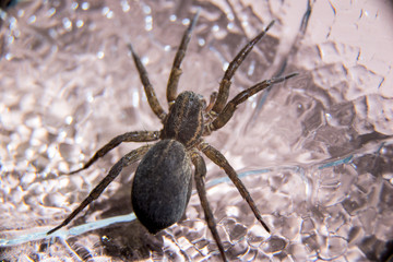 spider with eyes and hair