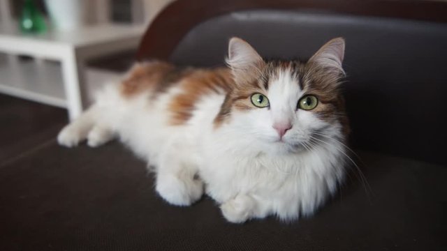 Beautiful cute cat lies on a sofa in the hall at home, looking at the camera, side view