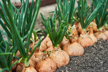 Planting onion in garden. Plantation in the vegetable garden agriculture.