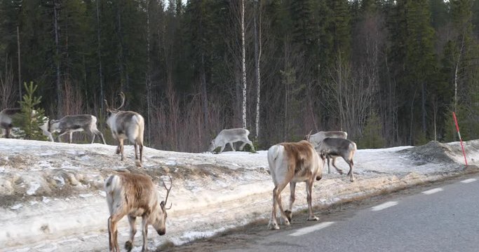Moose / elk herd running away from the side of the road into the snowy forest in winter / spring. Close up shot of elks avoiding close contact of the civilization in Sweden. 