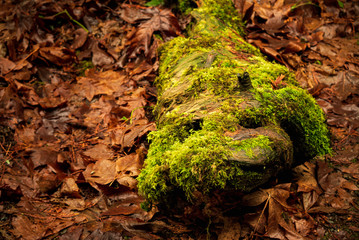 Fish face log