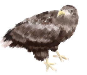 Bird of prey eagle. digital illustration
