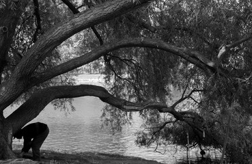 Fototapeta premium arbol en penumbra