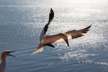 Germany, Helgoland island, Morus bassanus, Northern gannet landing on a nest on a rock, in the background blue sea, beautiful light.