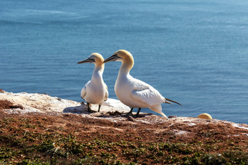 Morus bassanus - white gannets on Helgoland, sitting on their nests and rubbing their beaks together in beautiful light reflecting off the blue sea level with a nice bokeh.