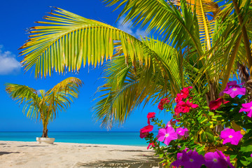 Small palm trees and flowers on a empty Seven Mile Beach during confinement, Cayman Islands