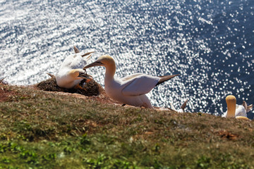 Morus bassanus - white gannets on Helgoland, sitting on their nests and rubbing their beaks together in beautiful light reflecting off the blue sea level with a nice bokeh.