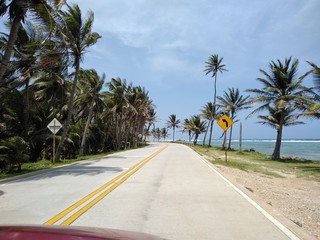 Fototapeta premium palm trees on the beach