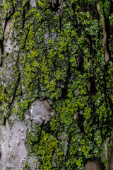 mossy tree bark