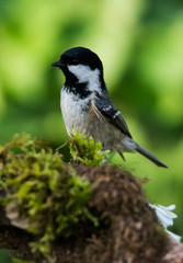 Coal Tit in her environment. Her Latin name is Periparus ater.